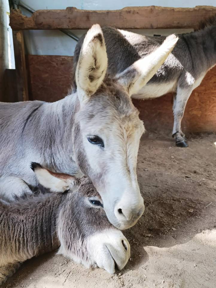 &Acirc;nes Sardes, miniatures