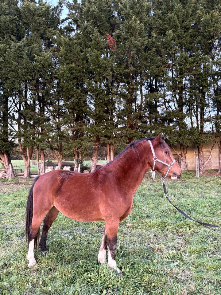 Welsh C pleins papiers 3 ans (origine Machno Hedd)