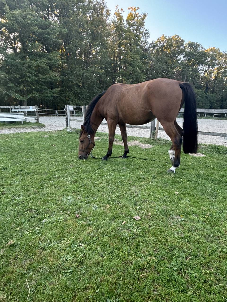 À vendre – Trotteur Français 7 ans, idéal loisir