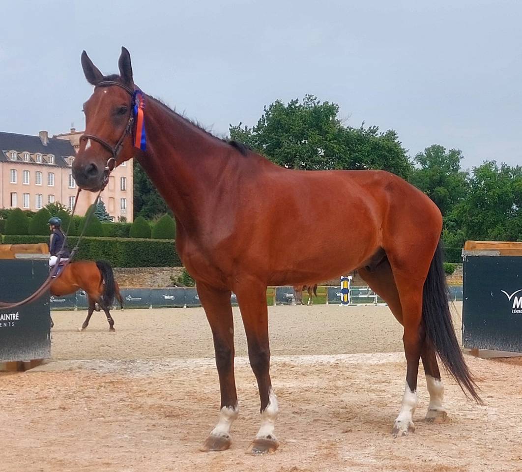 Cheval de Sport 7 ans 