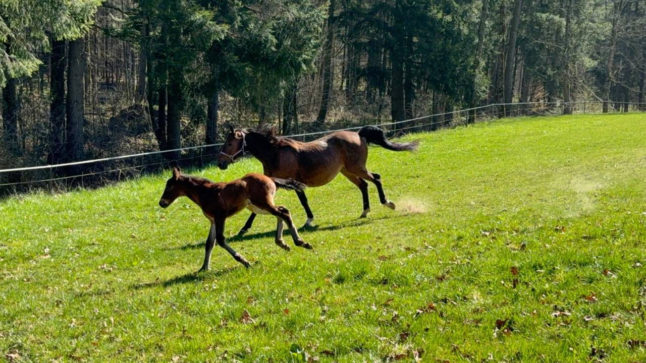 Super jument de sport potentiel 110/120