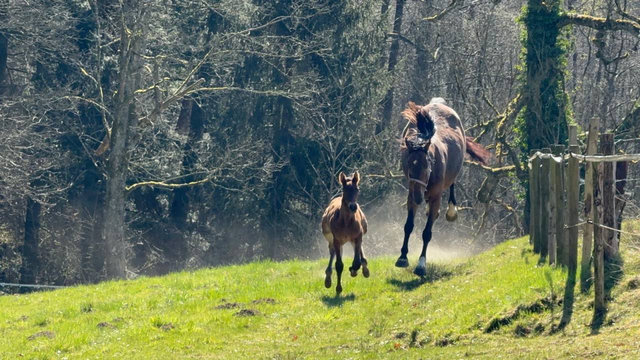 Super jument de sport potentiel 110/120