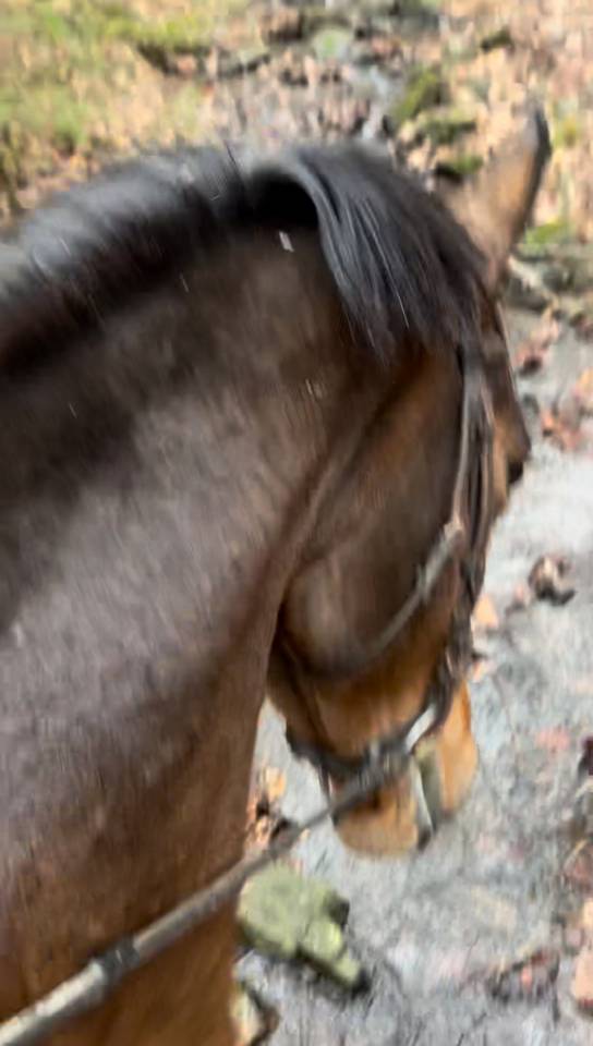 Super jument de sport potentiel 110/120