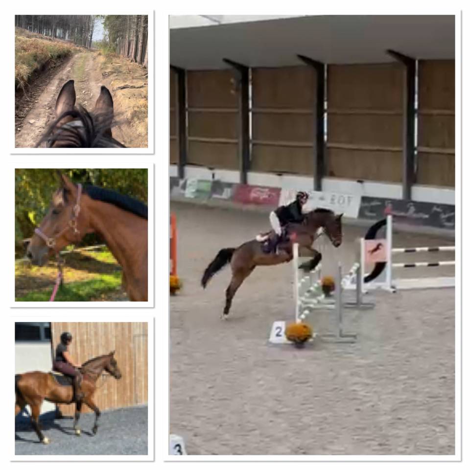 Super jument de sport potentiel 110/120