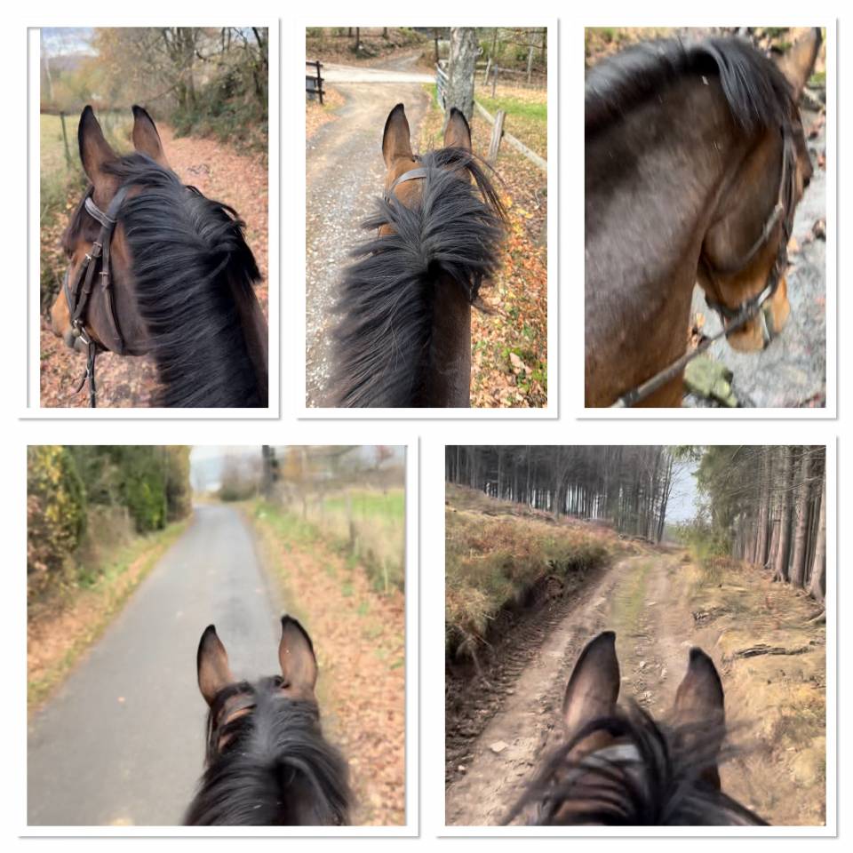 Super jument de sport potentiel 110/120