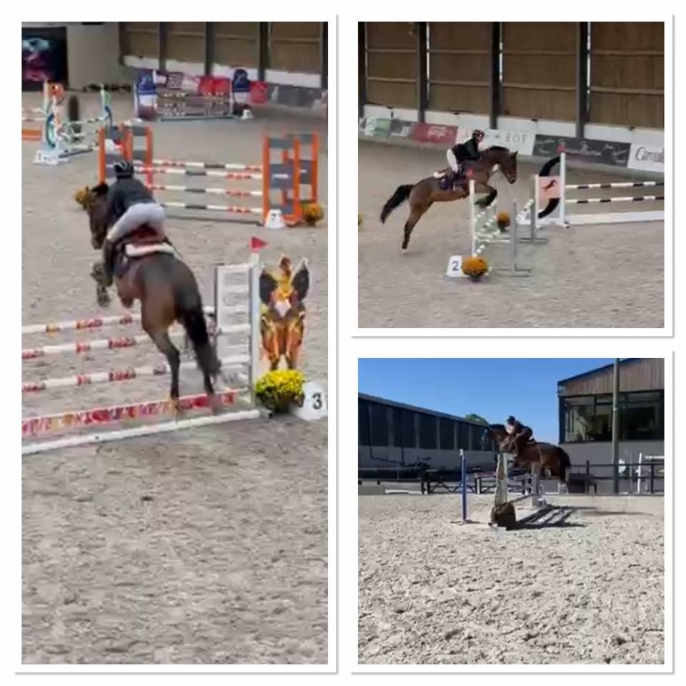 Super jument de sport potentiel 110/120