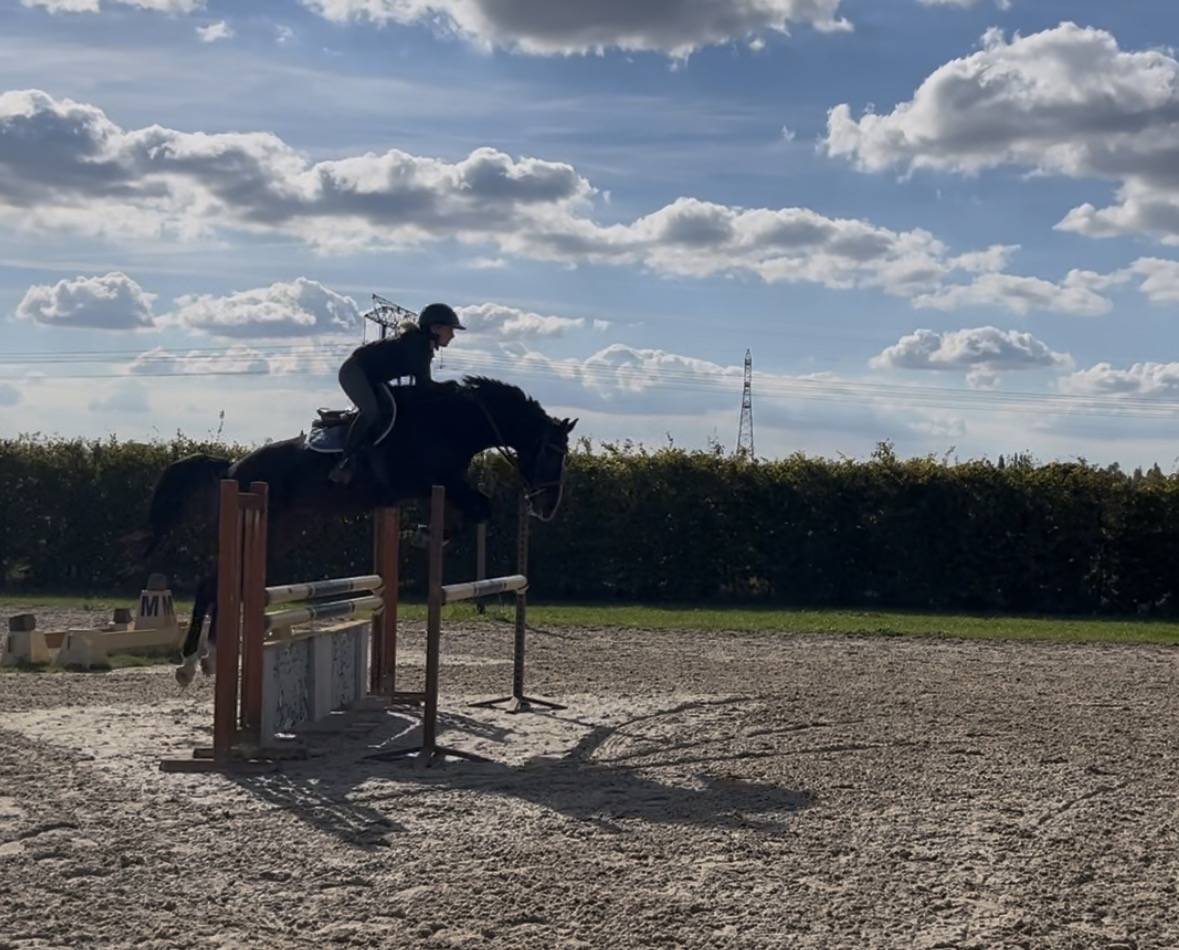 Cheval de sport 8 ans sf 