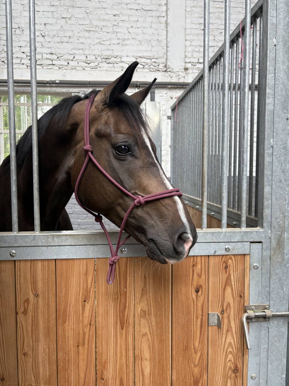 Cheval de sport 8 ans sf 