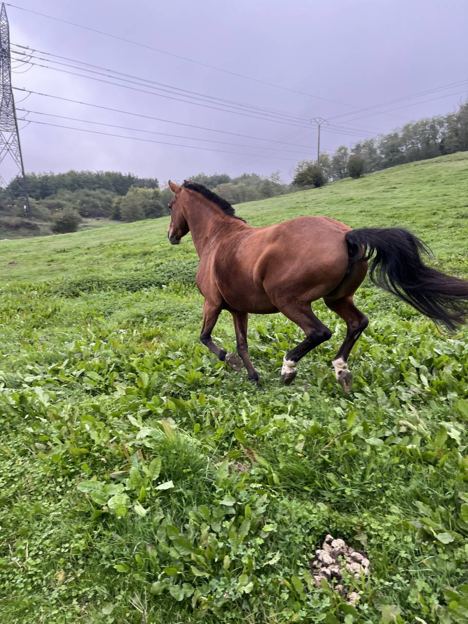 Jument 15 ans – Idéale balades au pas / compagnie