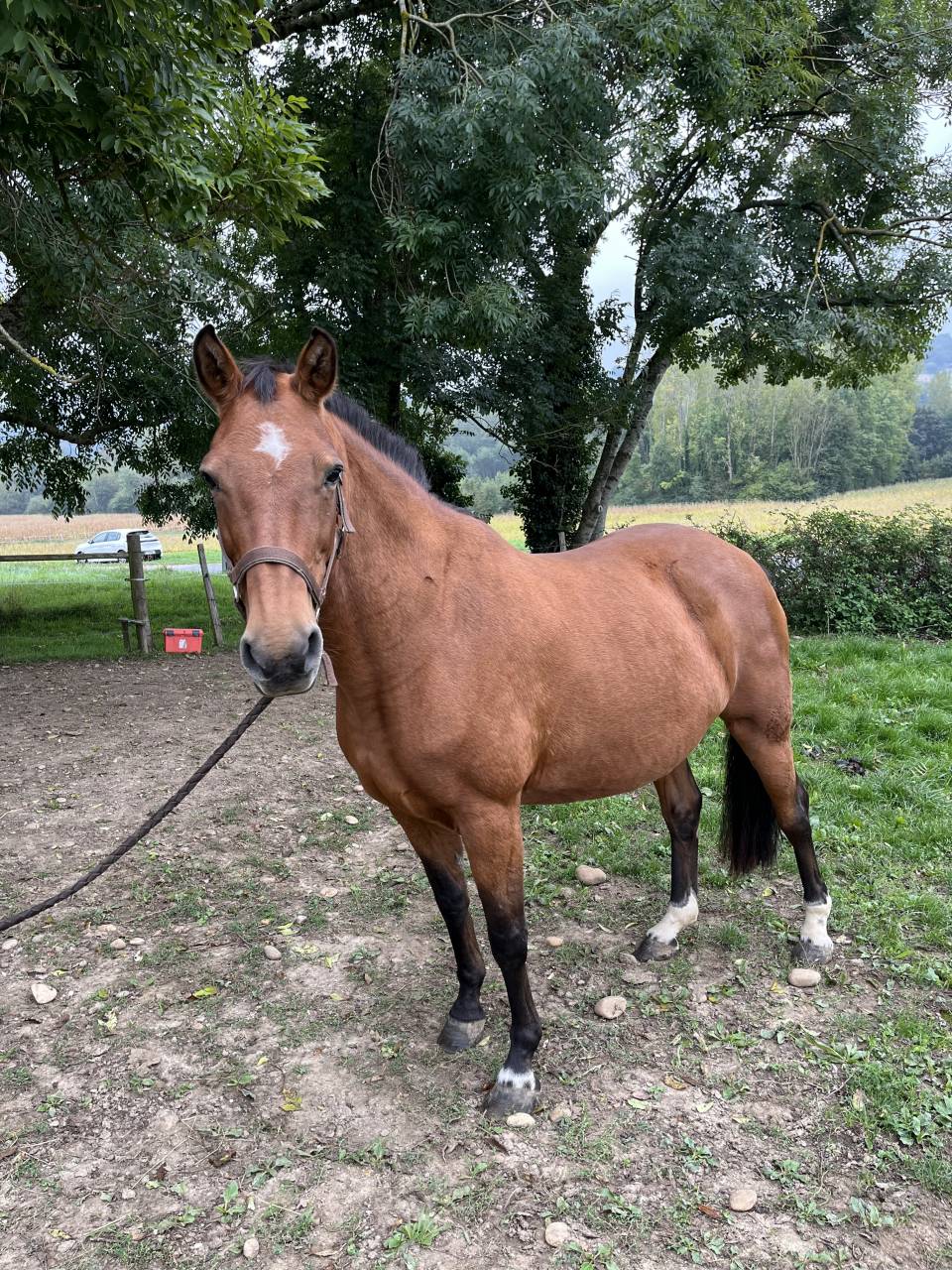 Jument 15 ans – Idéale balades au pas / compagnie