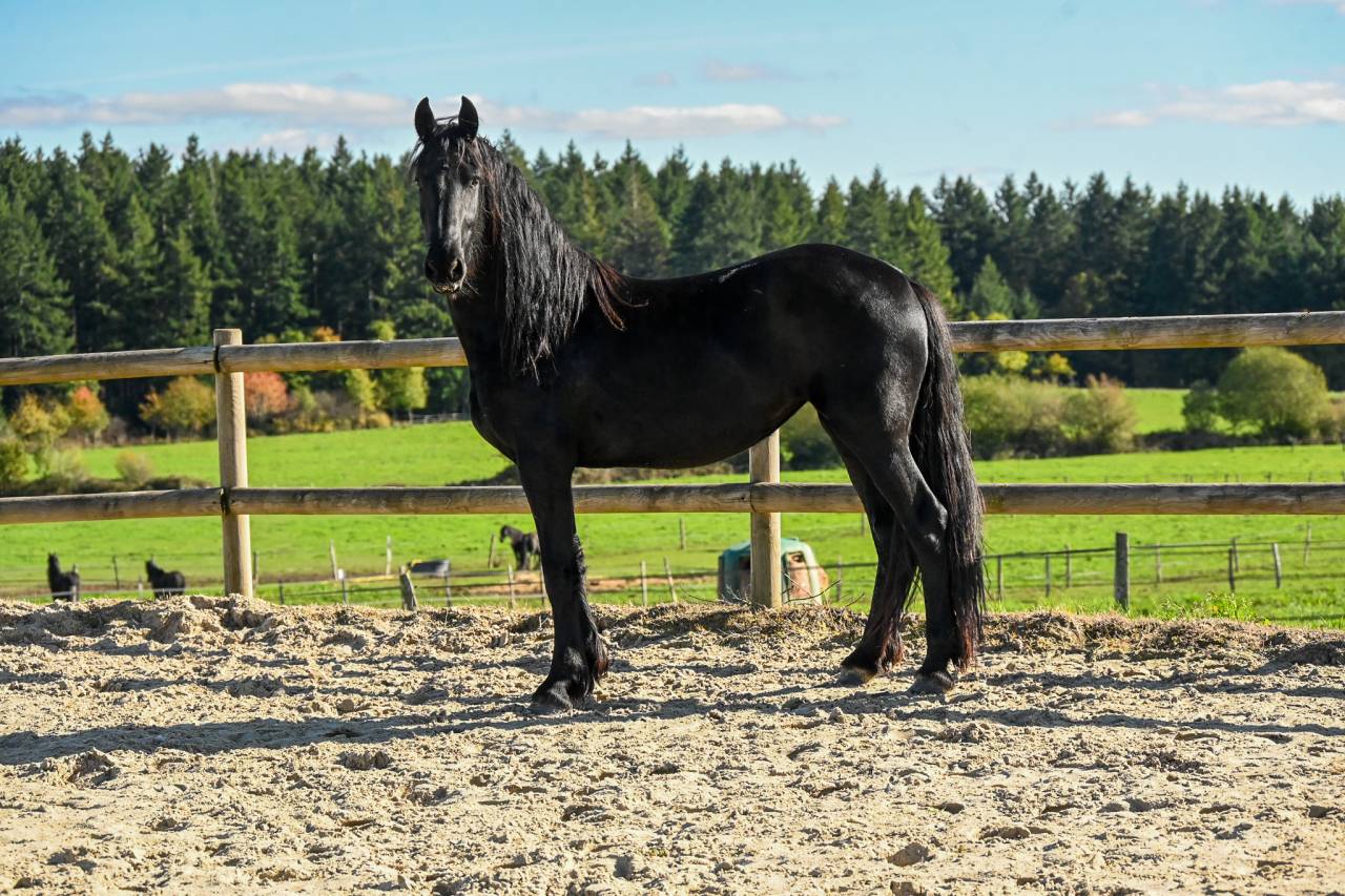 Tempra, sublime pouliche frisonne de 2022