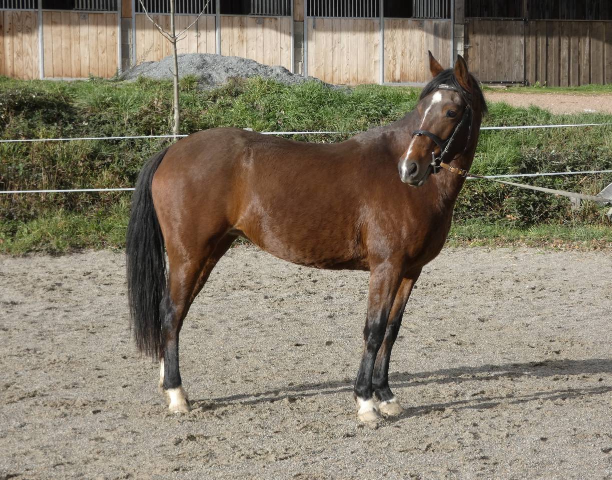 Welsh part-bred 5 ans