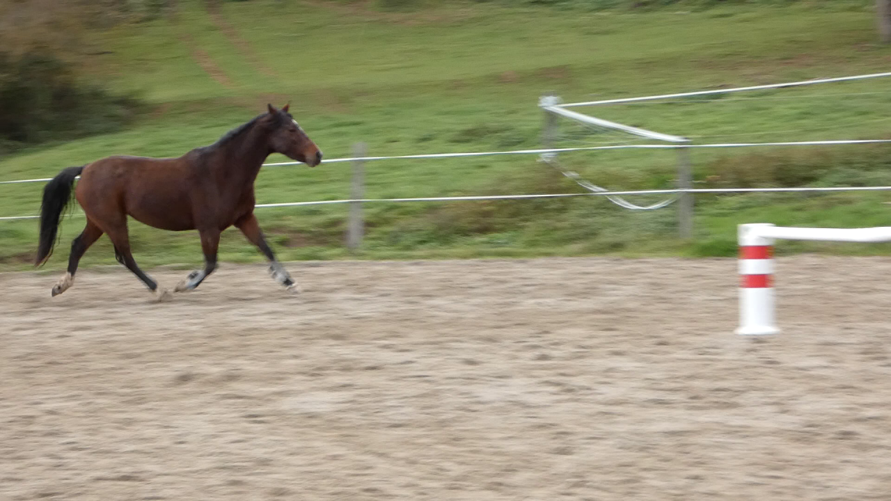 Welsh part-bred 5 ans