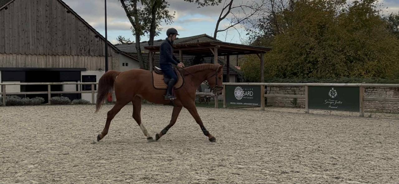 Jument SFO 5 ans par Vicomte de la Loge