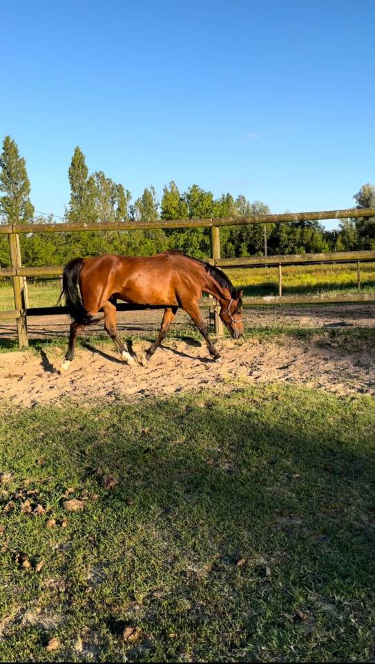 Soante - Hongre PSAr sport 2019