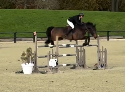 Top Jument 8 ans CSO