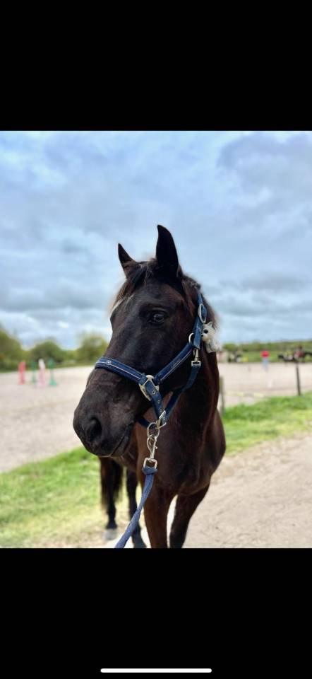 Forest Jump ONC de 2015