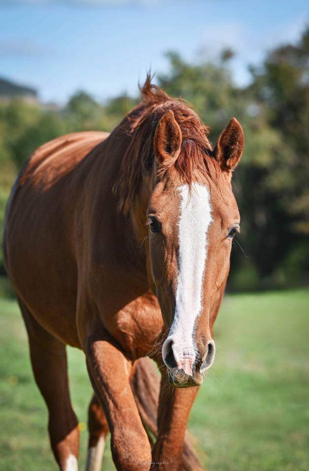 Jument zangersheide de 3 ans ( 2022 ) par HAMLET COOPER 