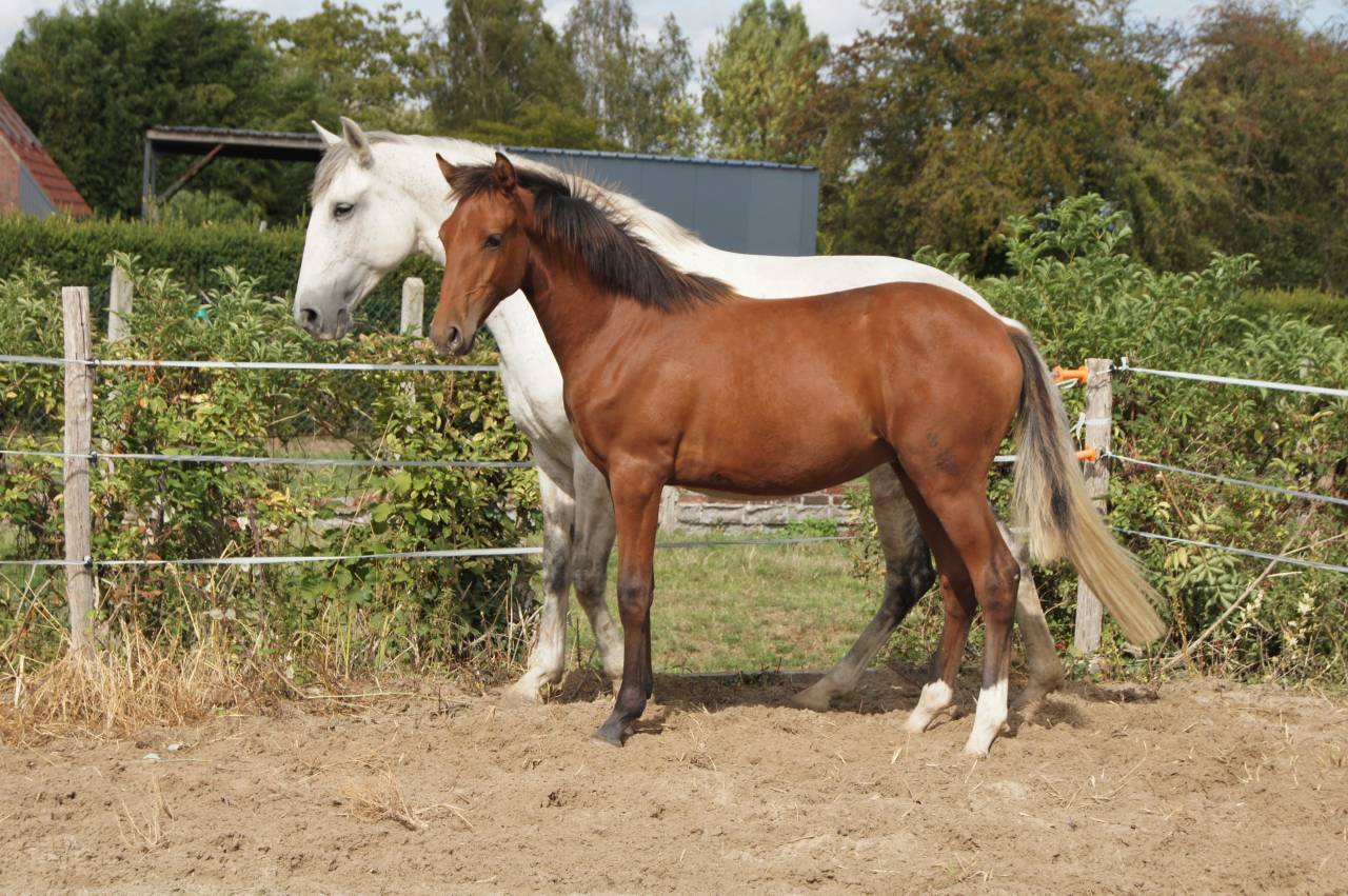 Poulain Pur sang Lusitanien