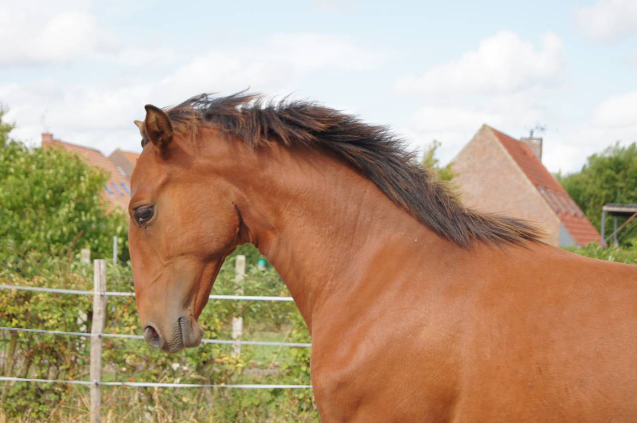 Poulain Pur sang Lusitanien