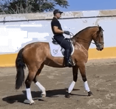 Une jument PRE de grande taille, montée et attelée