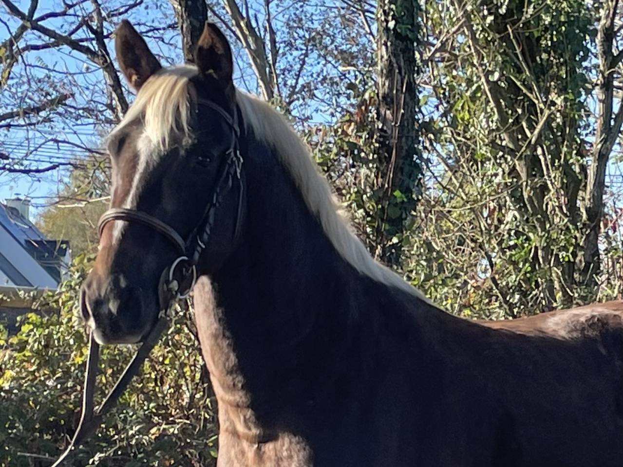 Très joli poney PFS hors cote 