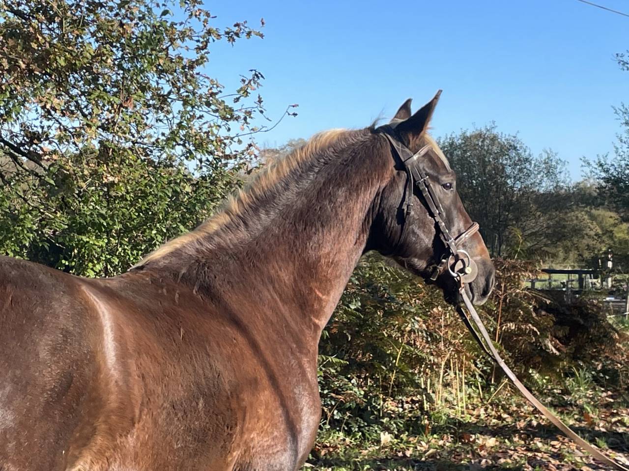 Très joli poney PFS hors cote 