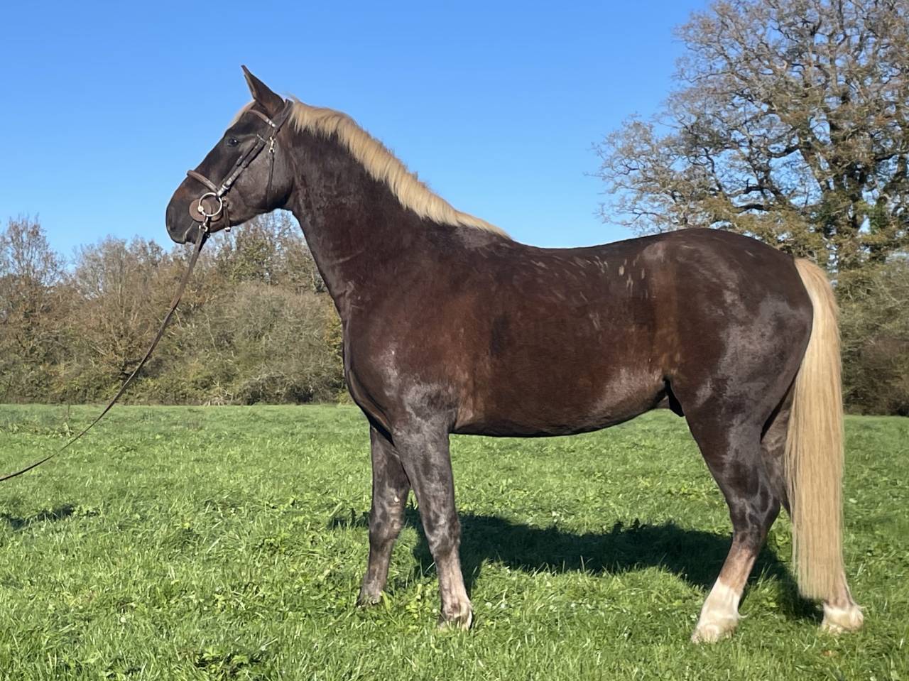 Très joli poney PFS hors cote 