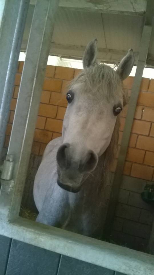 Palefrenier soigneur cavalier 