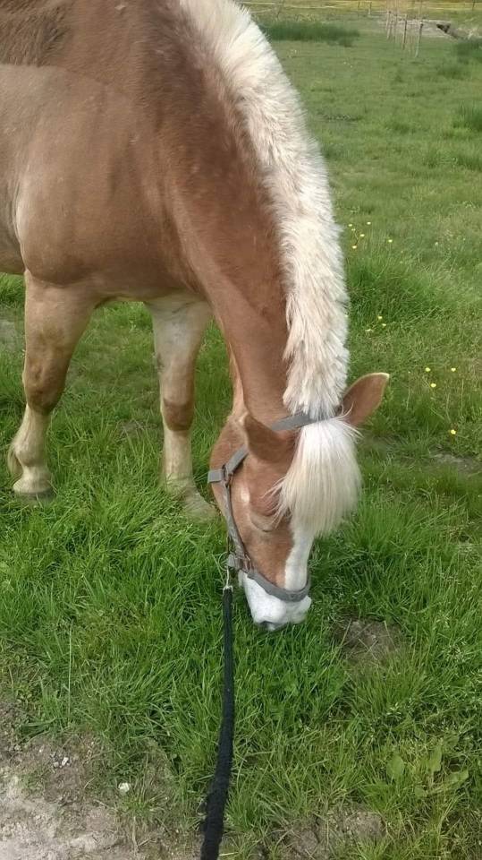 Palefrenier soigneur cavalier 