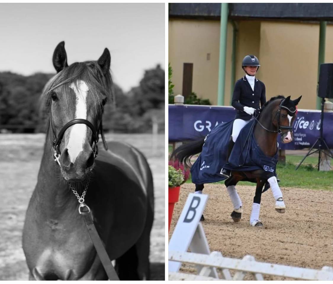 FOAL MÂLE 2026 - croisement poney de dressage 