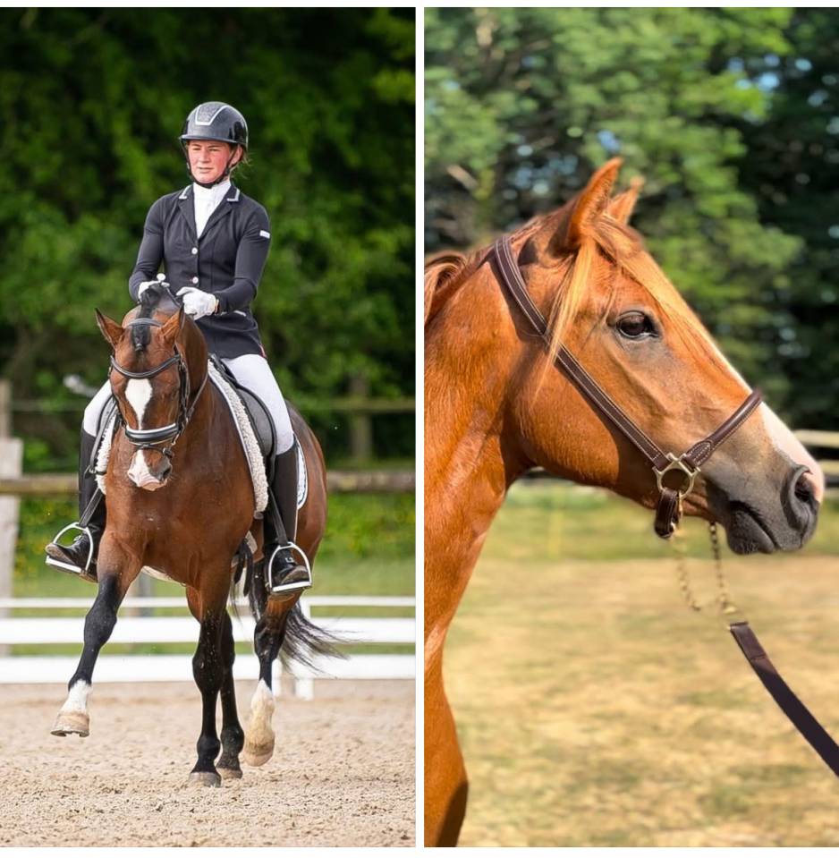 FOAL MÂLE 2026 - croisement poney de dressage 