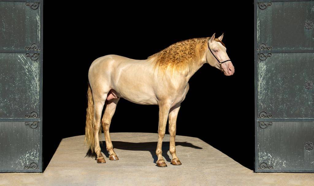 Pouliche isabelle PRE 6 mois – Plein papiers –PIANA DEL