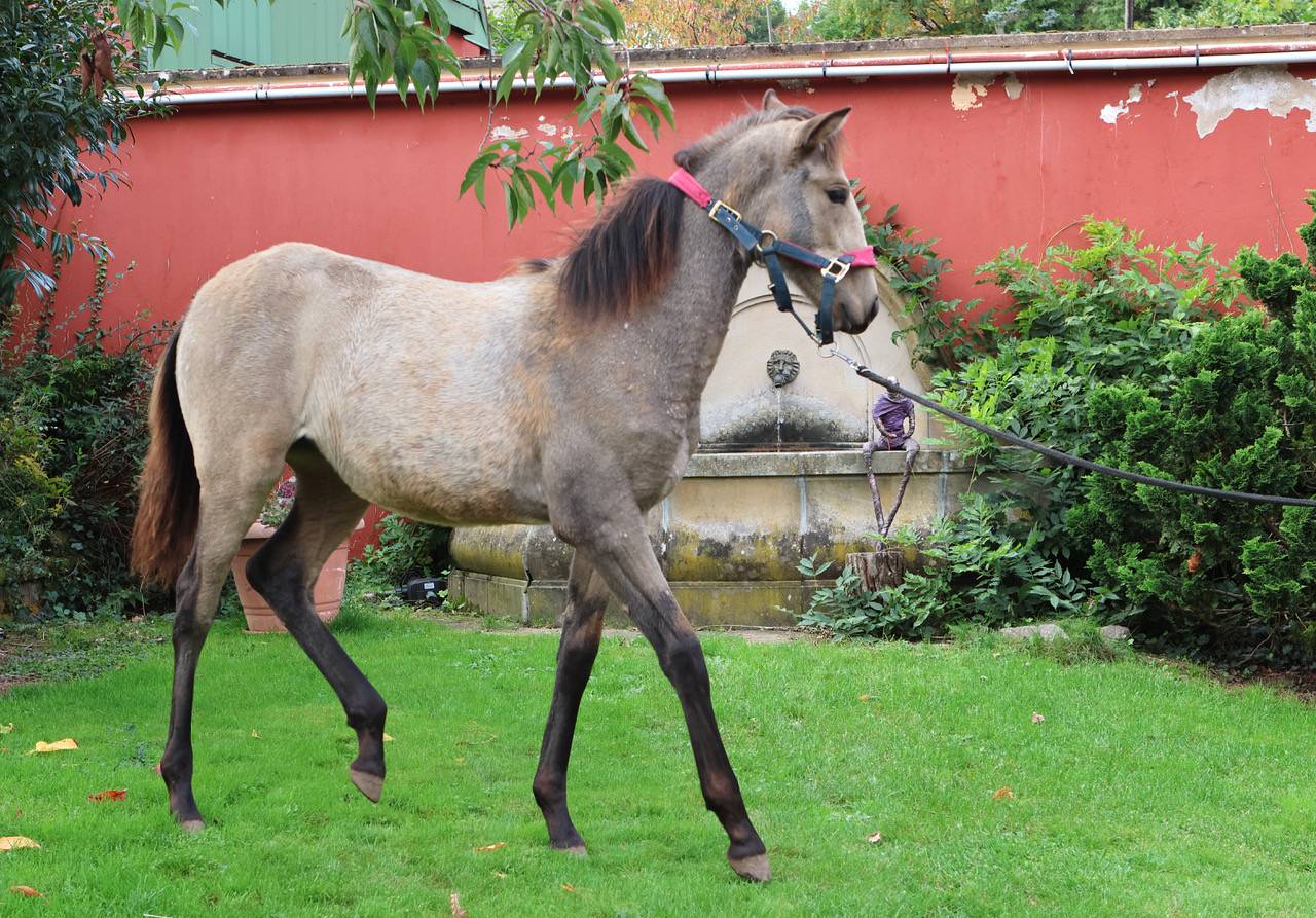 Pouliche isabelle PRE 6 mois – Plein papiers –PIANA DEL
