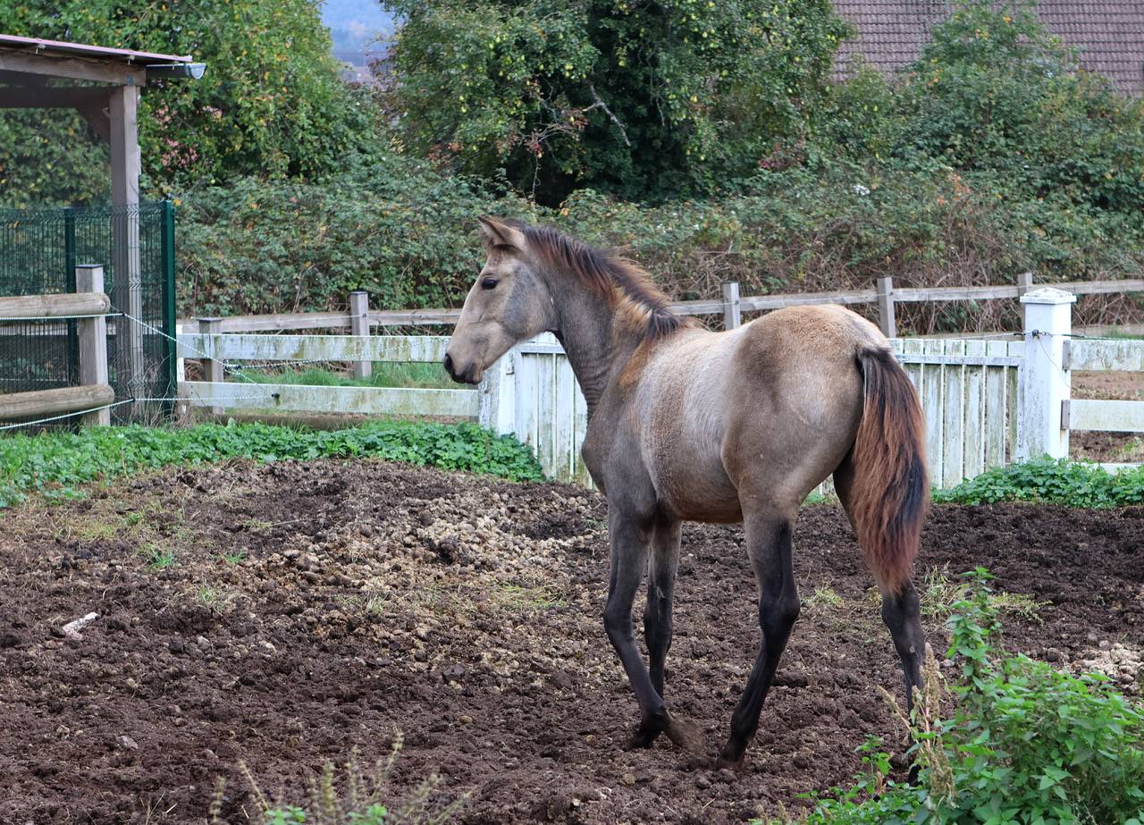 Pouliche isabelle PRE 6 mois – Plein papiers –PIANA DEL