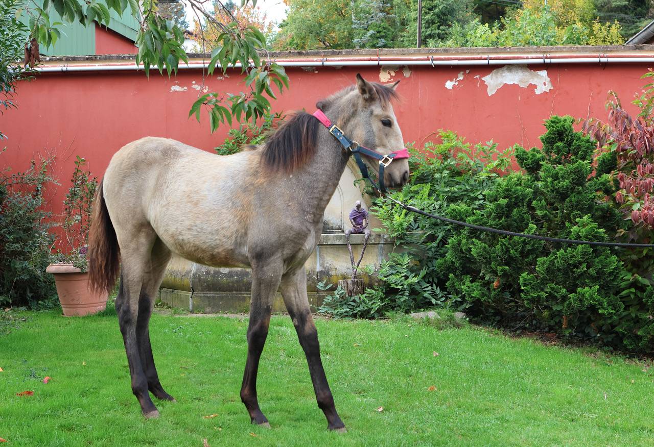 Pouliche isabelle PRE 6 mois – Plein papiers –PIANA DEL