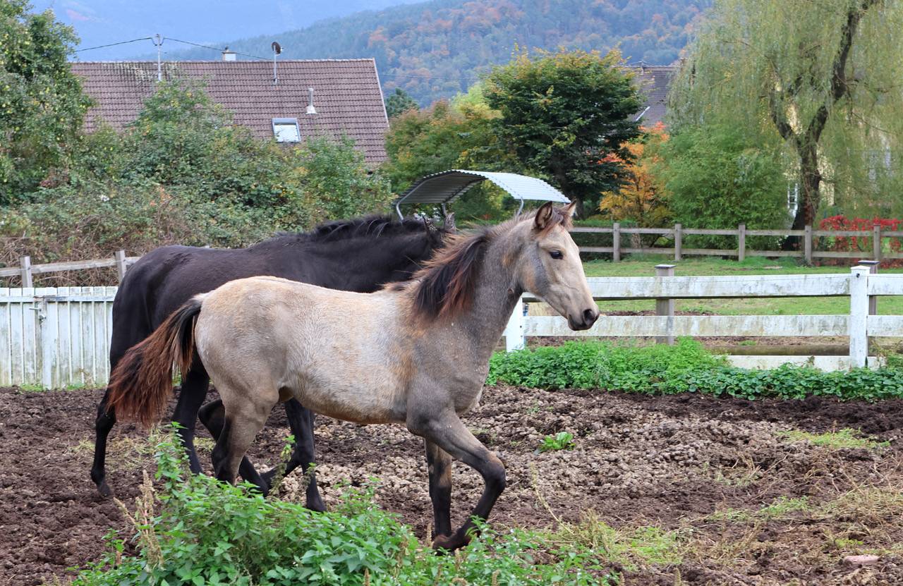 Pouliche isabelle PRE 6 mois – Plein papiers –PIANA DEL