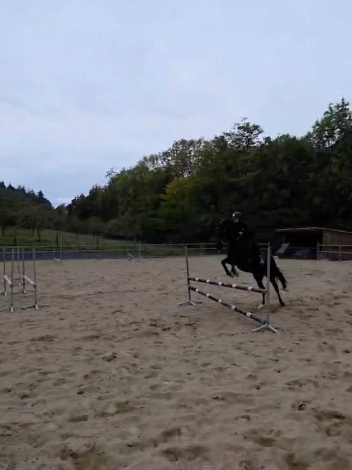 JEUNE HONGRE PONEY ANGLO ARABE 