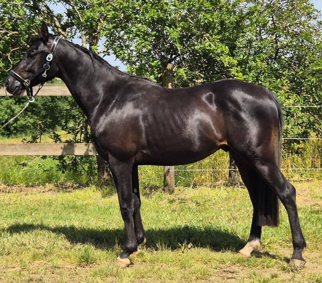 JEUNE HONGRE PONEY ANGLO ARABE 