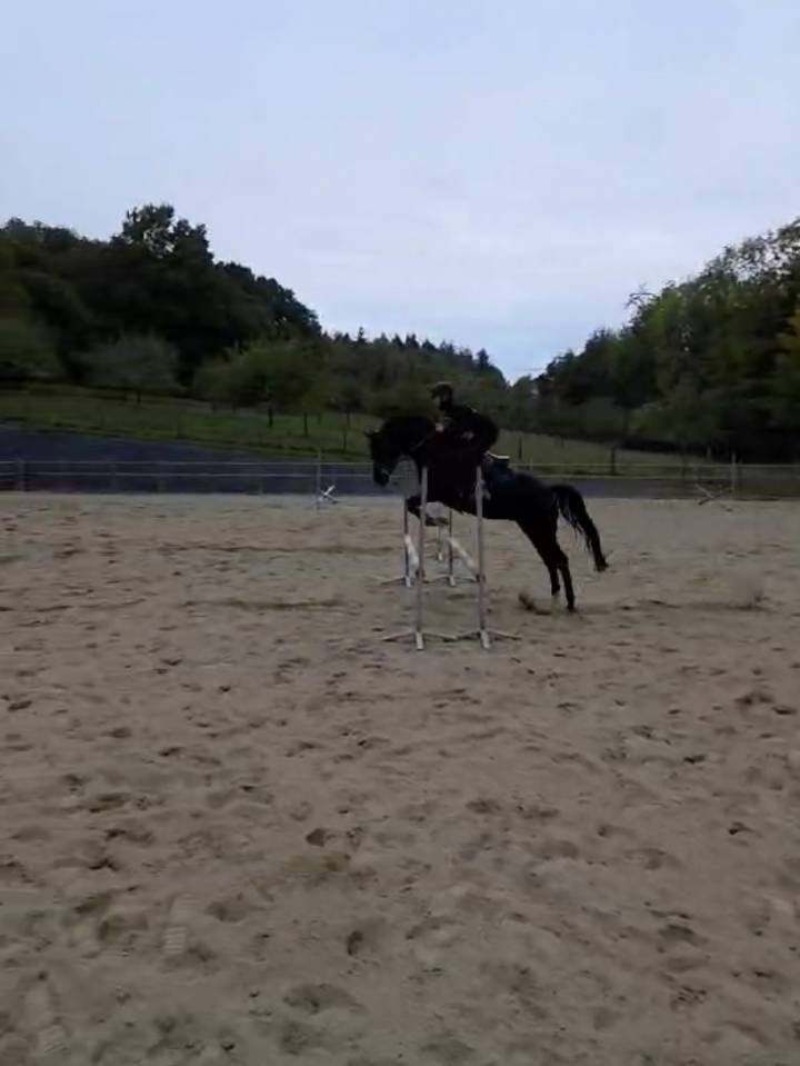 JEUNE HONGRE PONEY ANGLO ARABE 