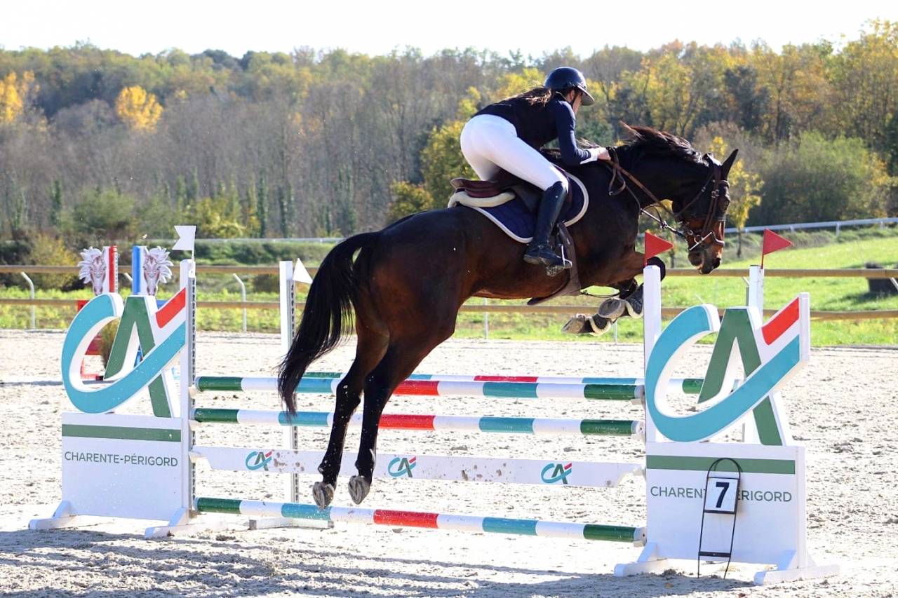 Hongre de 11 ans SF/AA