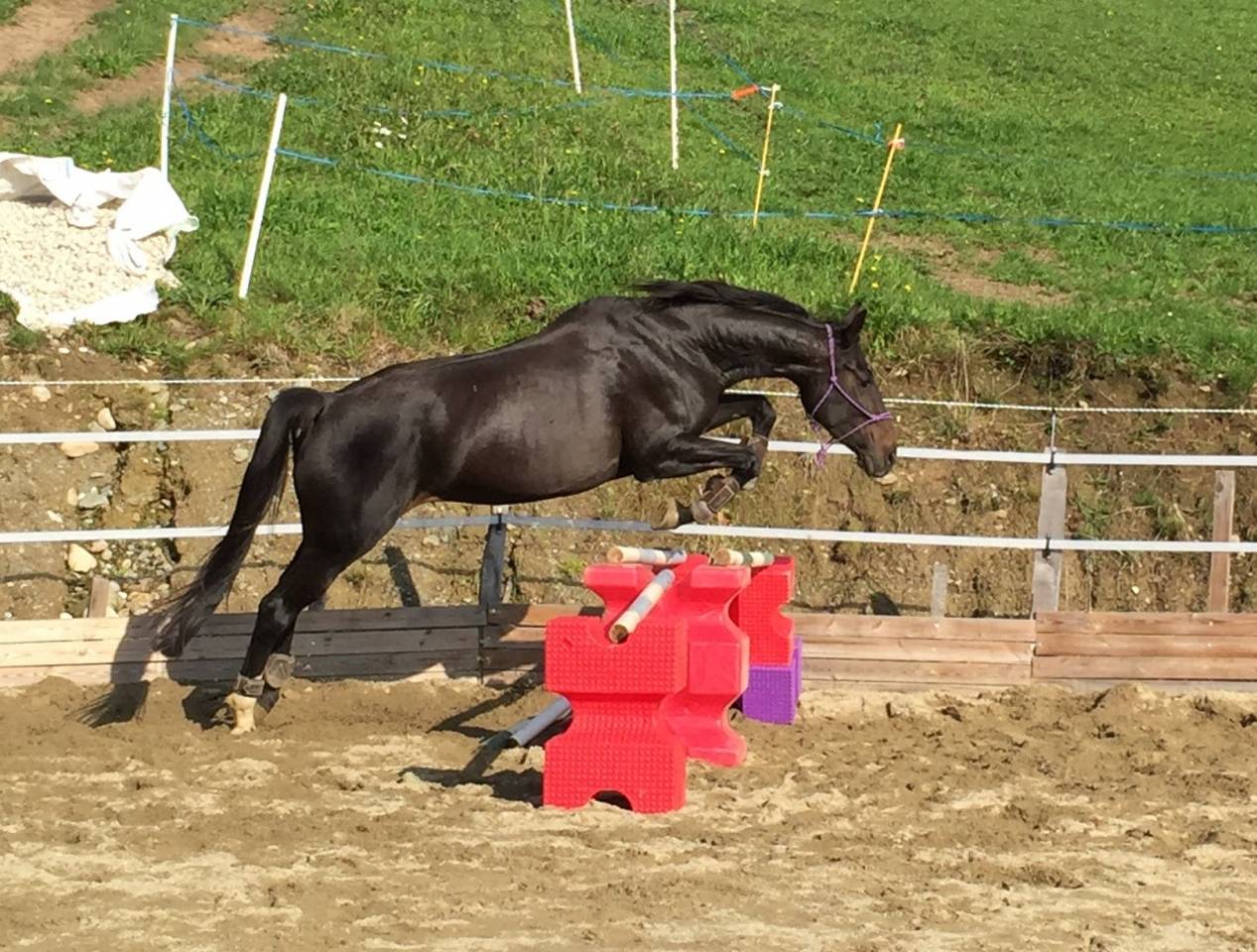 cherche demi-pensionnaire à pied