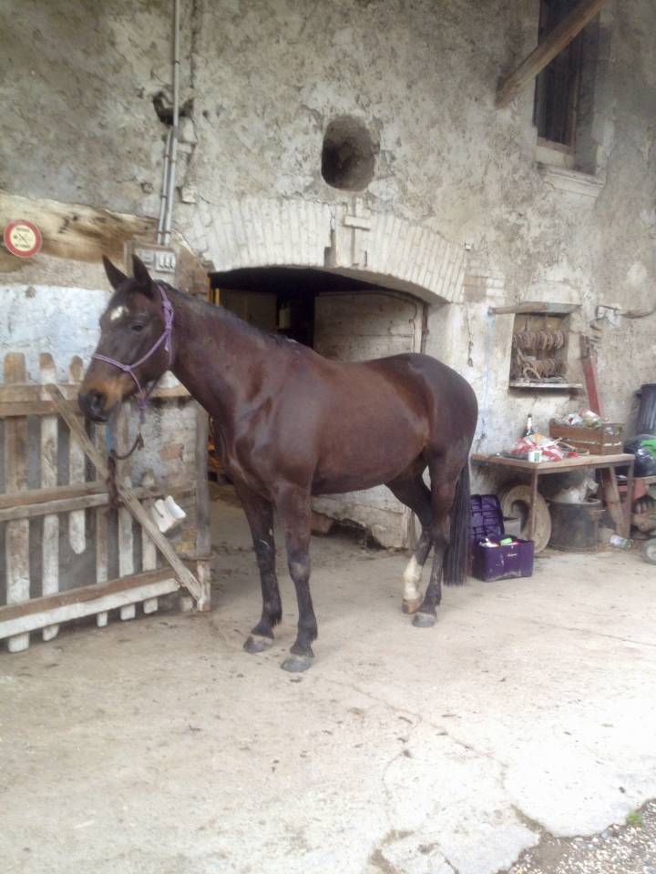 cherche demi-pensionnaire à pied