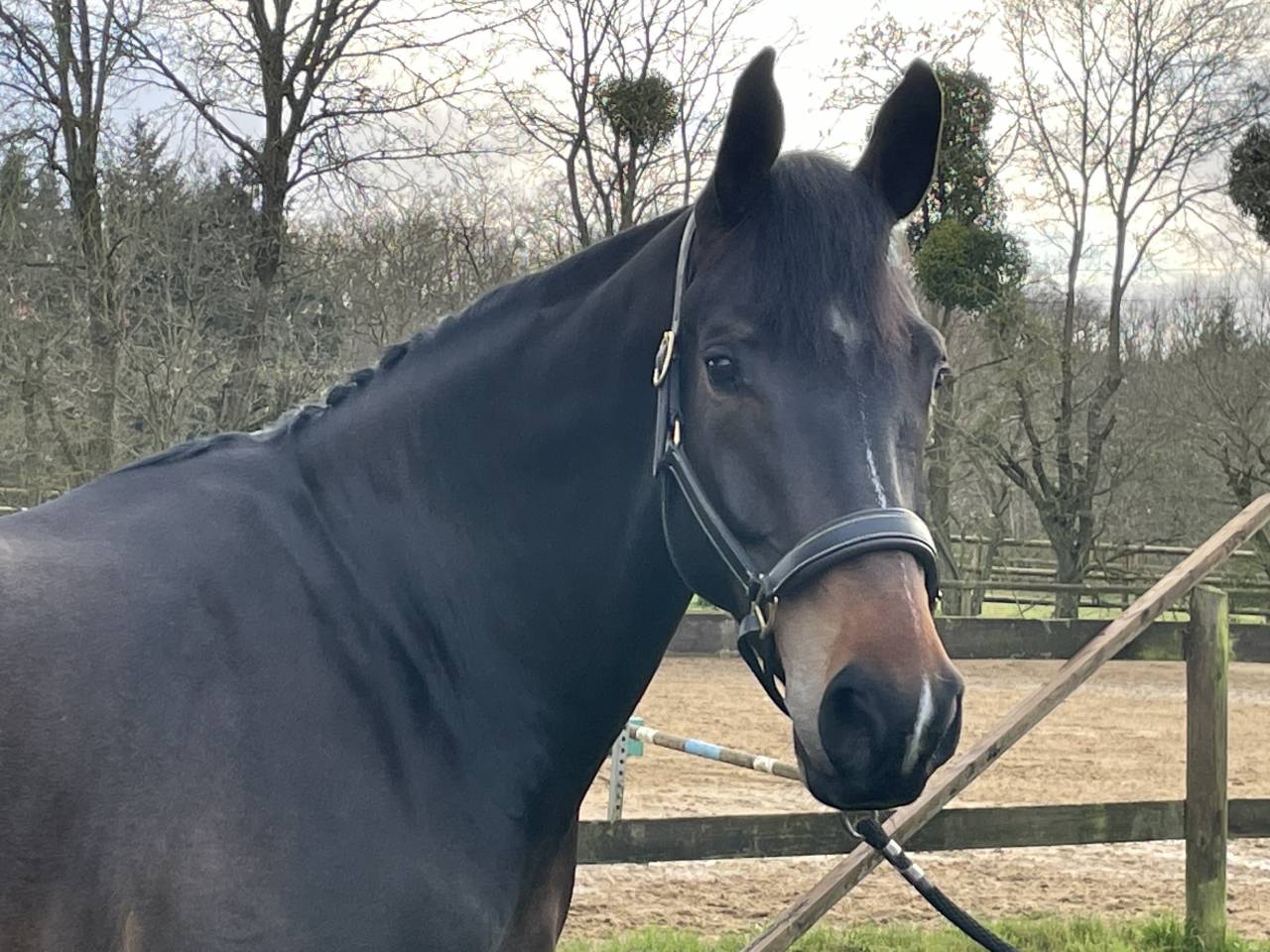 À vendre Kelle classe 