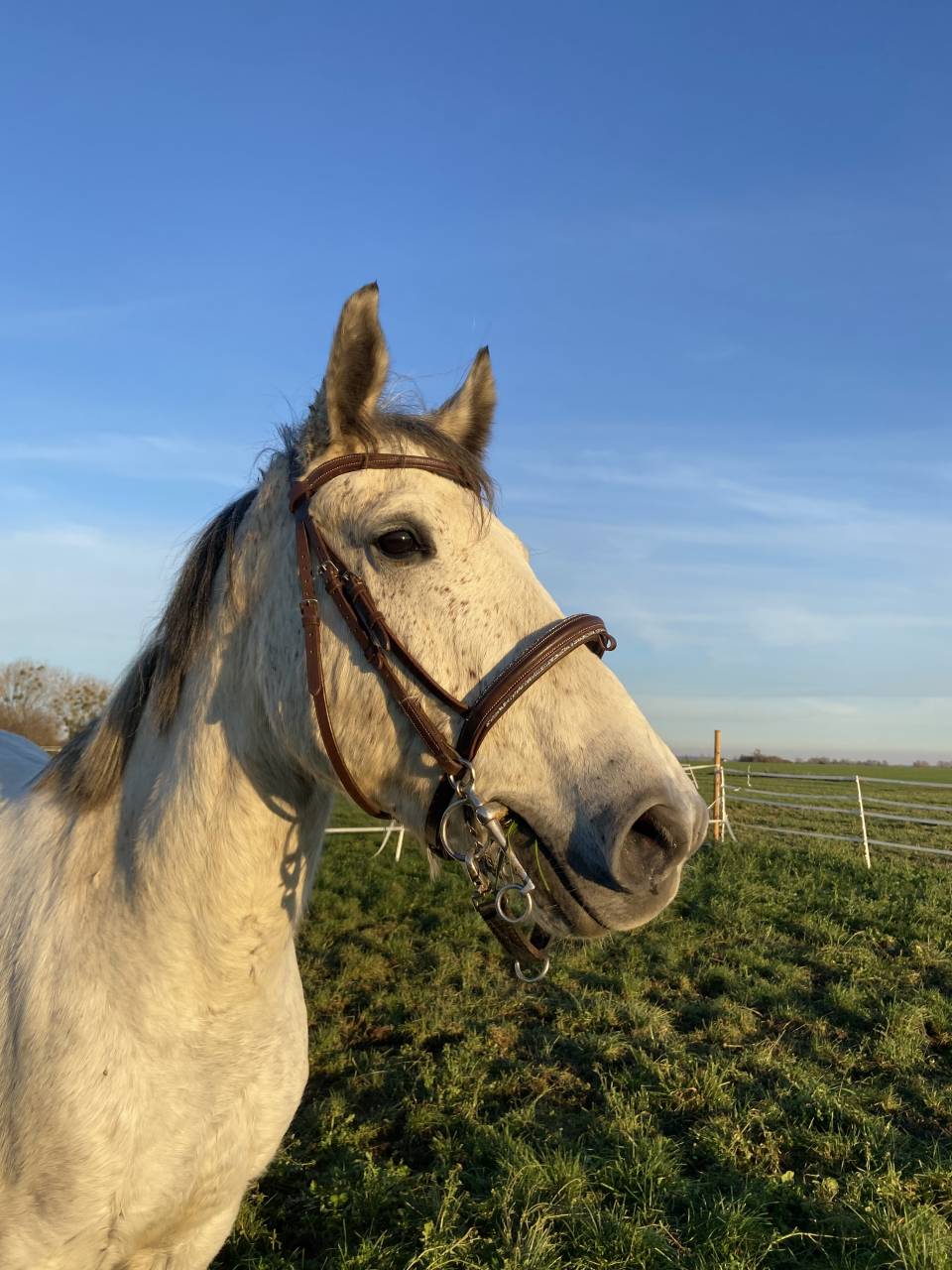 Daymond , hongre 7 ans 