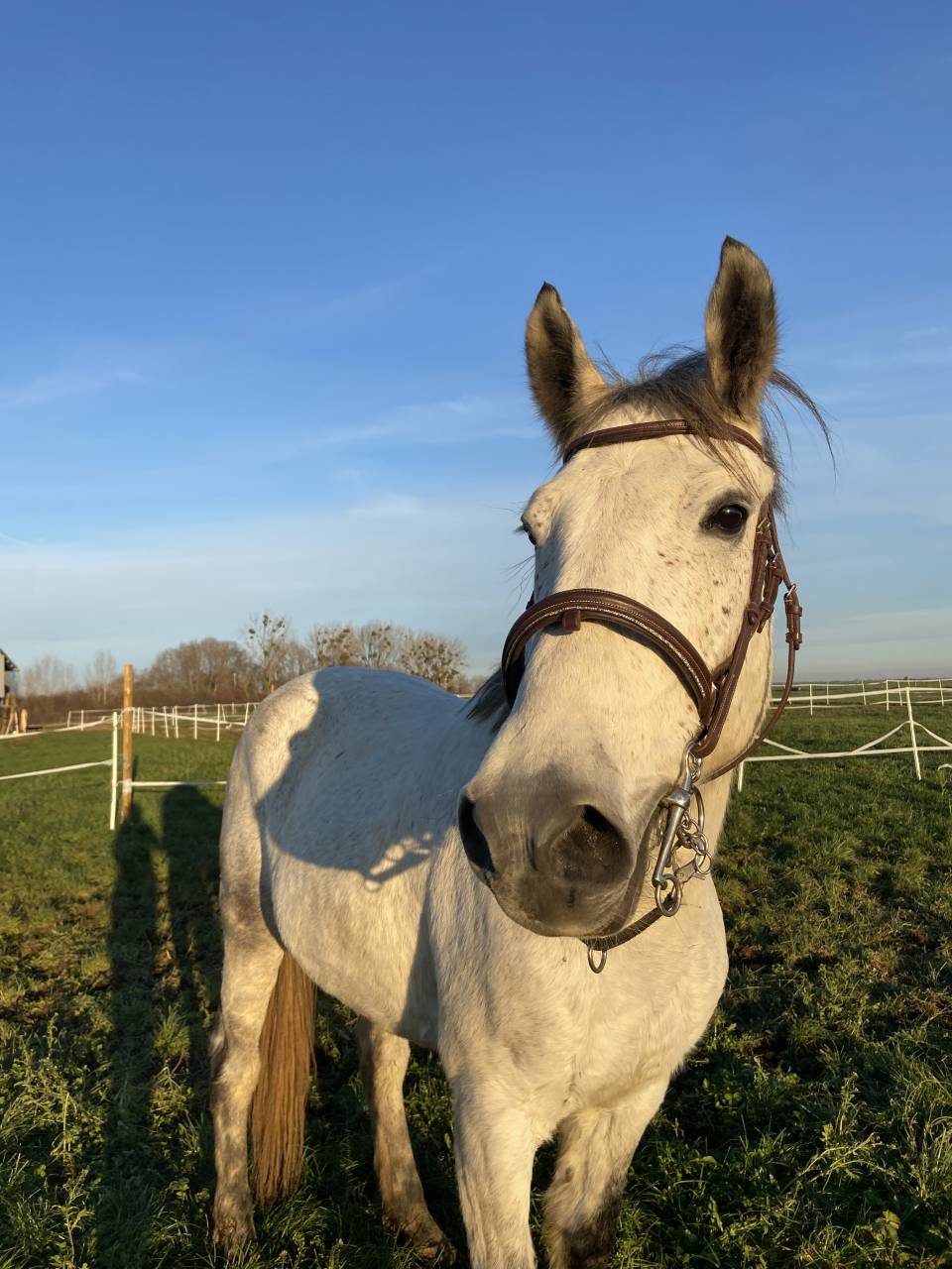 Daymond , hongre 7 ans 