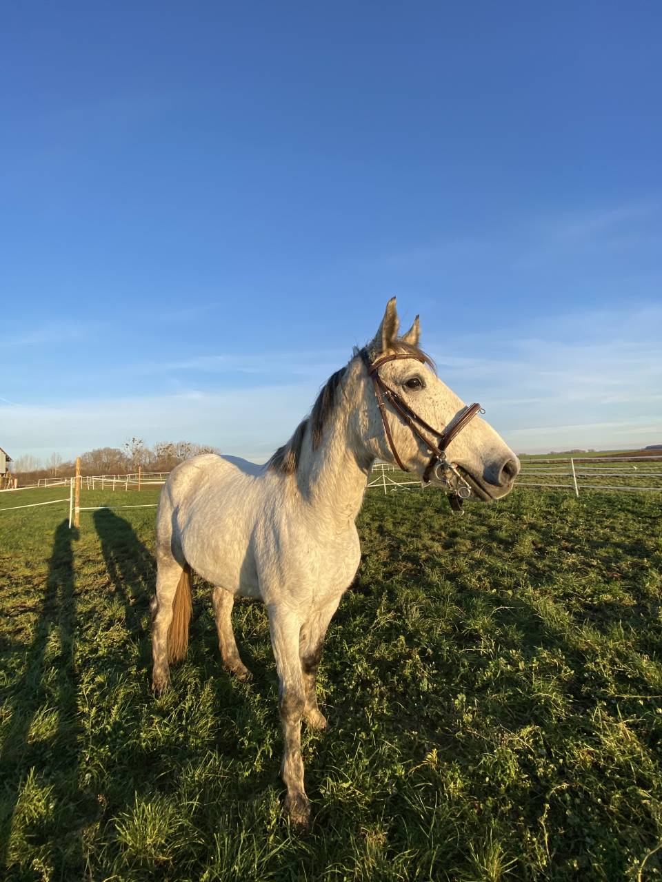 Daymond , hongre 7 ans 