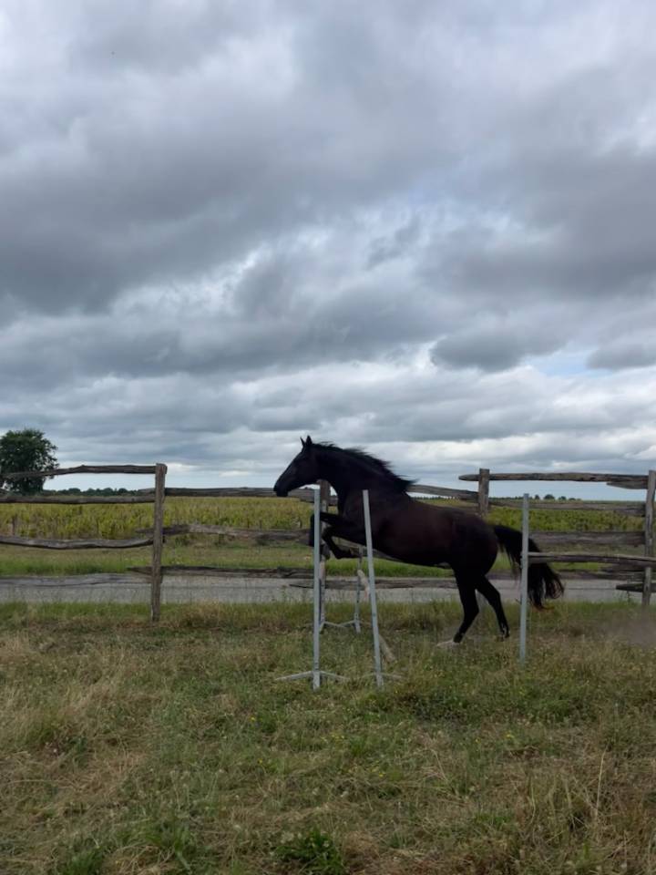 Jument noire débourrée 4 ans 1m60 sport et loisirs 