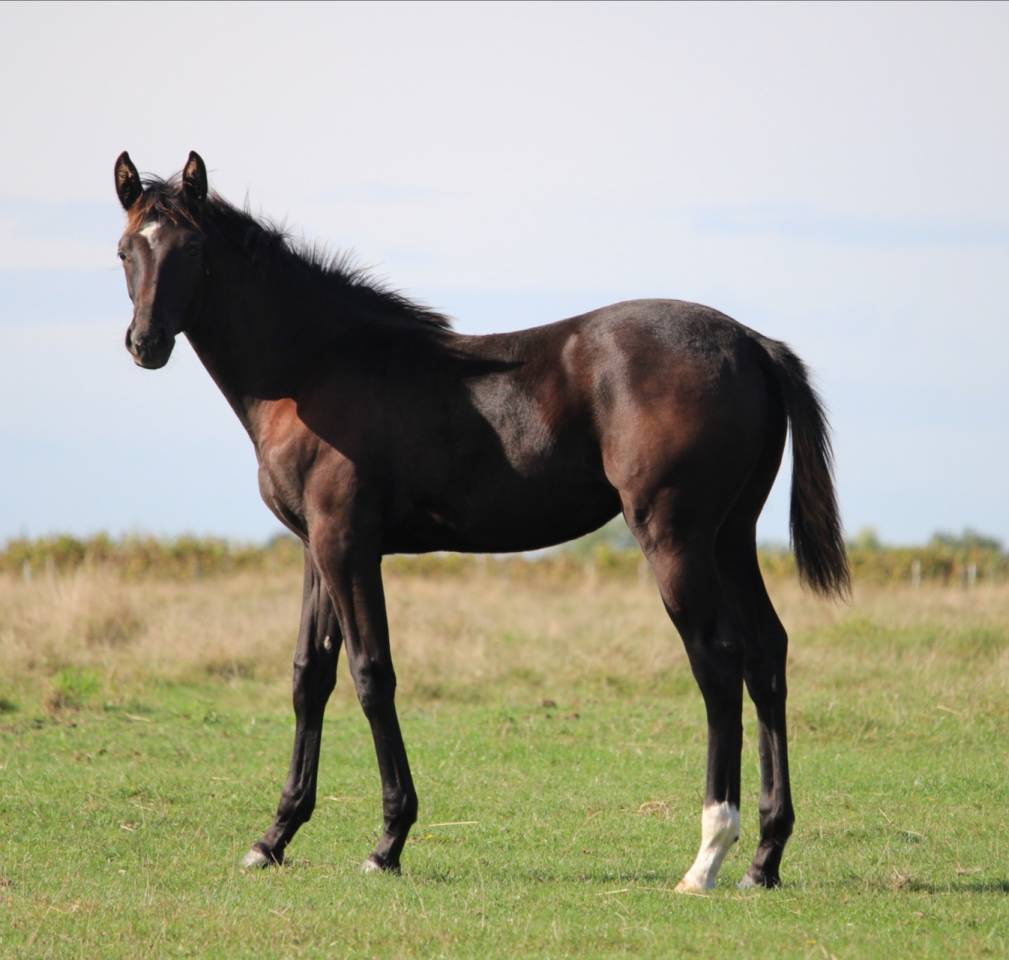 Jument noire débourrée 4 ans 1m60 sport et loisirs 