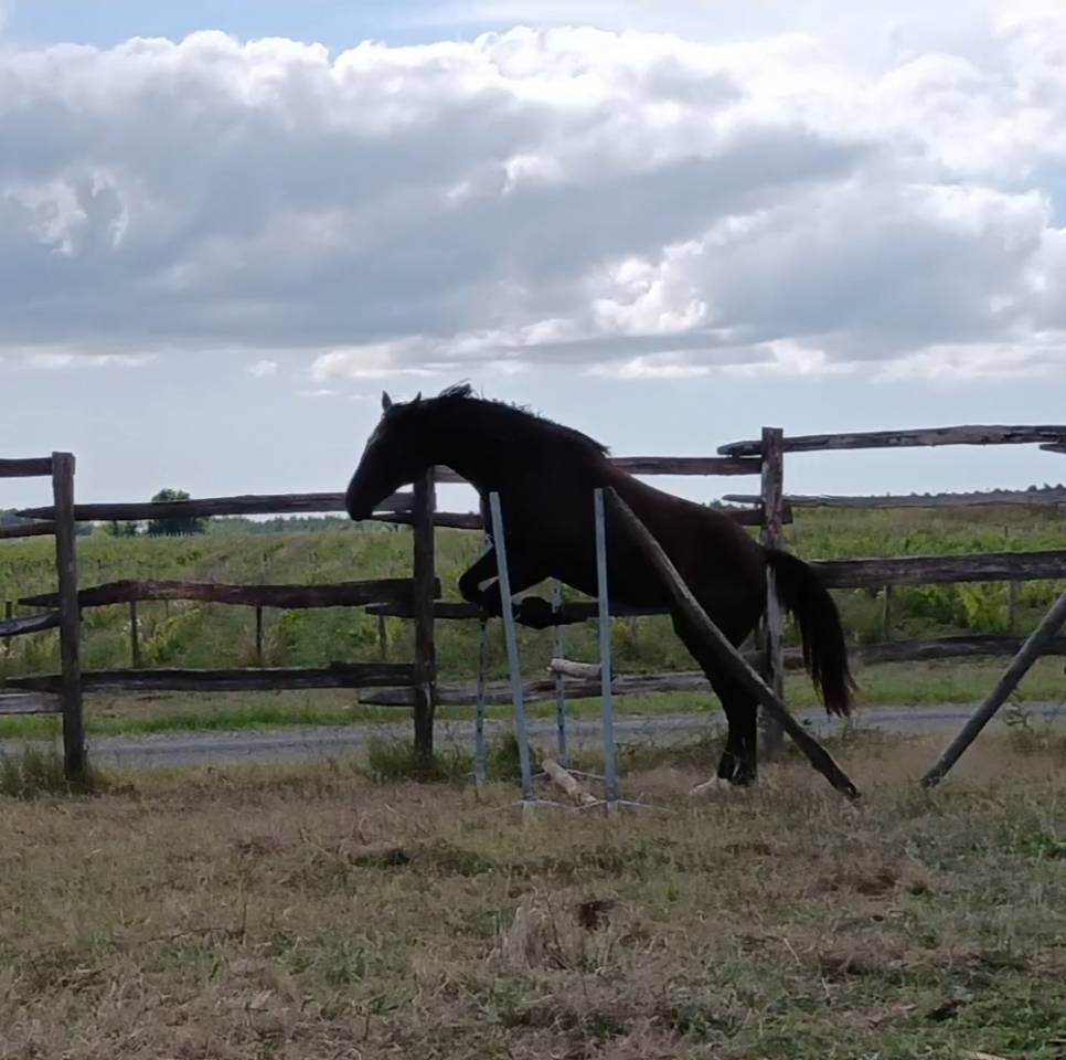 Jument noire débourrée 4 ans 1m60 sport et loisirs 